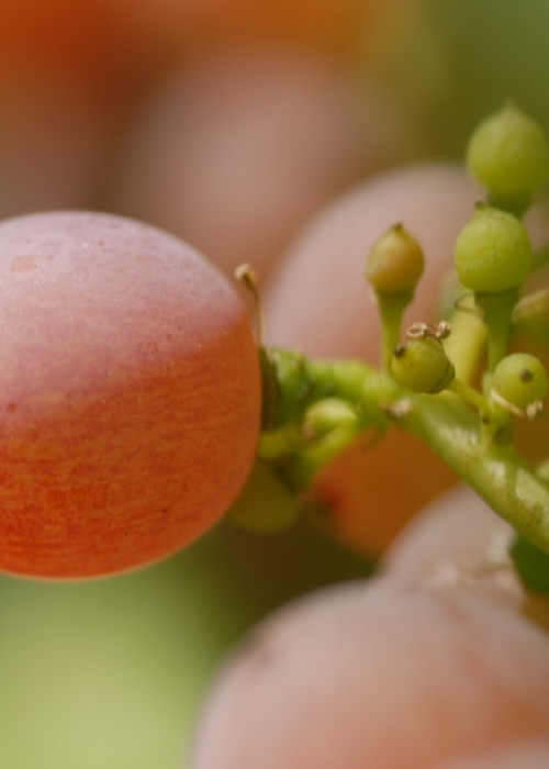 Traminer ANT 0905